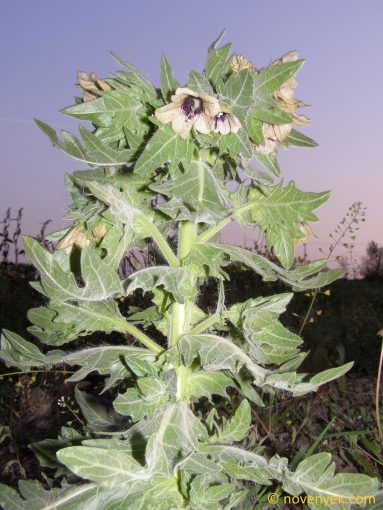 Image of plant Hyoscyamus niger
