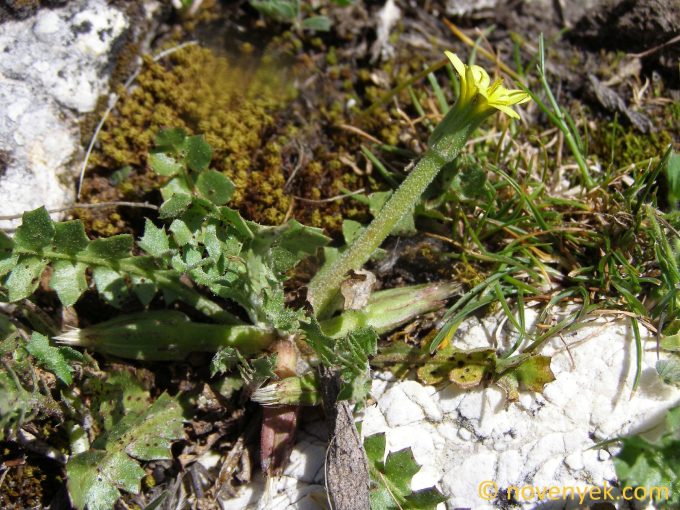 Image of plant Hyoseris scabra