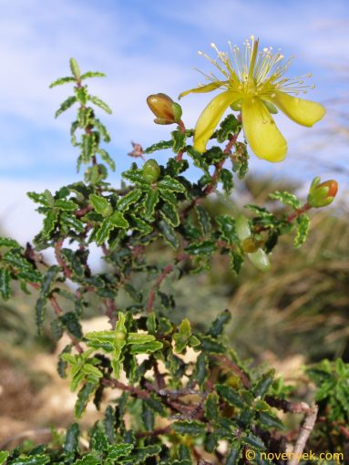 Image of plant Hypericum balearicum