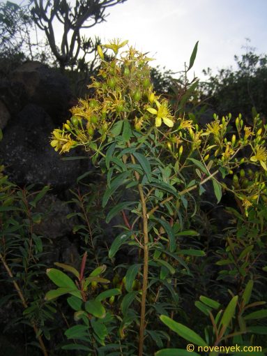 Image of plant Hypericum canariense