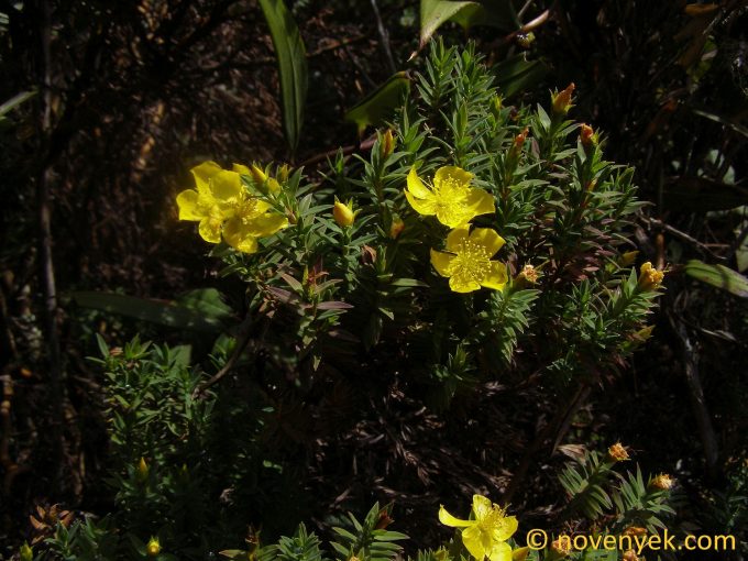 Image of plant Hypericum irazuense