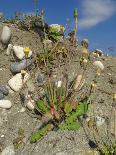 Image of plant Hypochaeris glabra