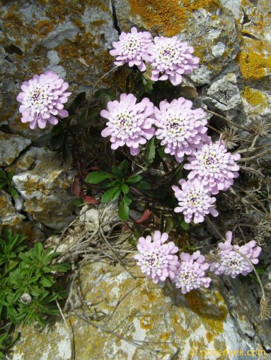 Image of plant Iberis gibraltarica