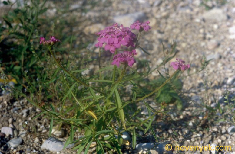 Image of plant Iberis umbellata