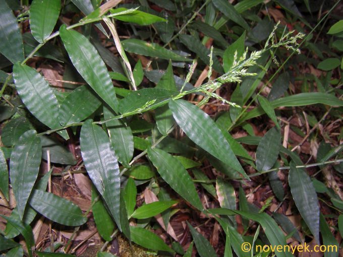 Image of plant Ichnanthus pallens