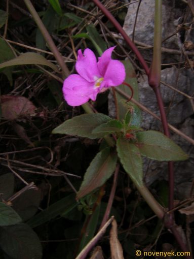 Image of plant Impatiens chiangdaoensis
