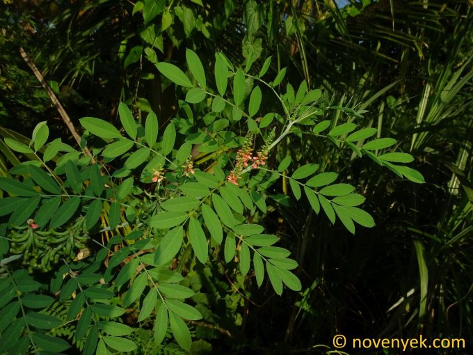 Image of plant Indigofera suffruticosa