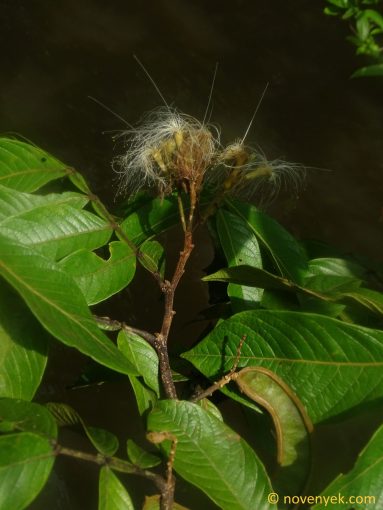 Image of plant Inga vera