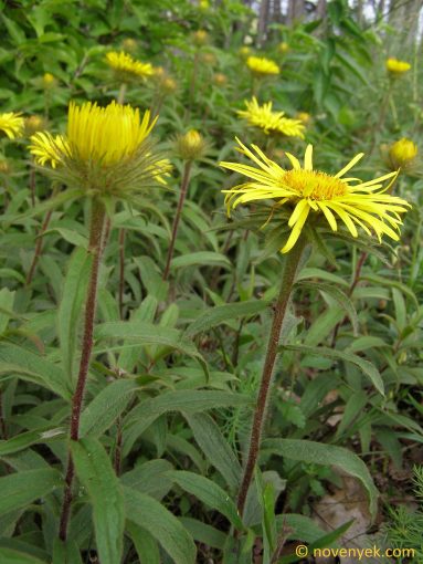 Image of plant Inula hirta