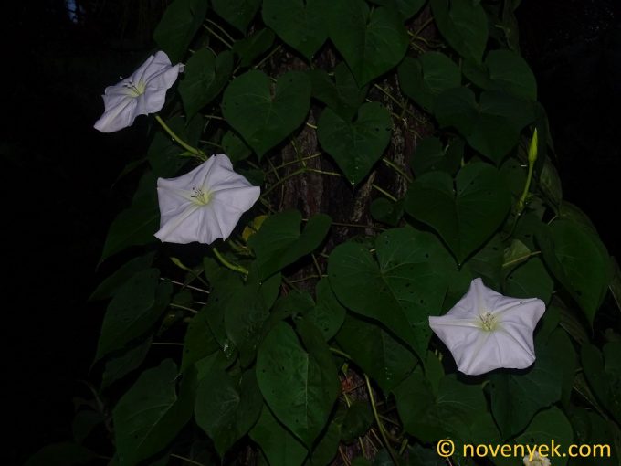 Image of plant Ipomoea alba