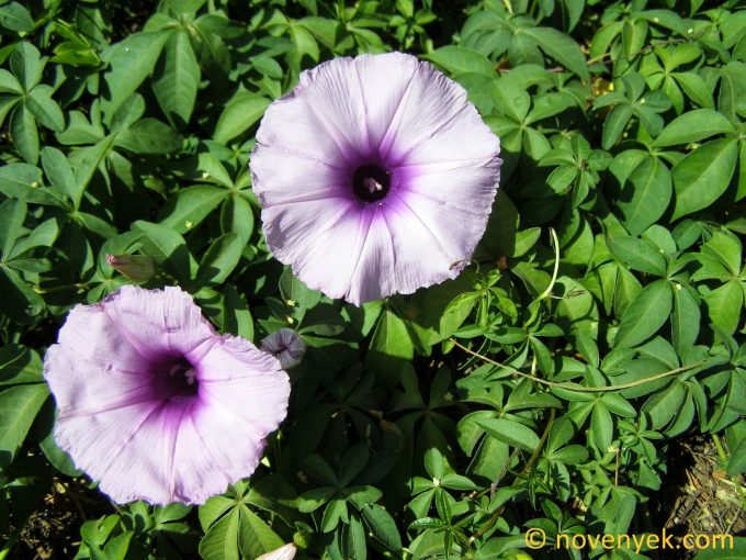 Image of plant Ipomoea cairica
