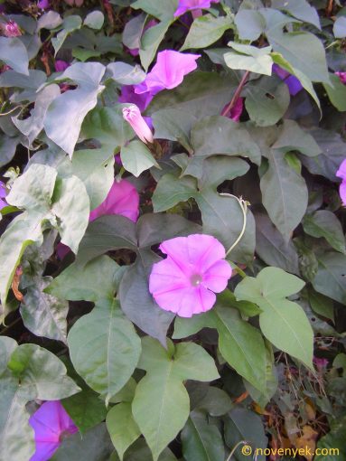 Image of plant Ipomoea indica