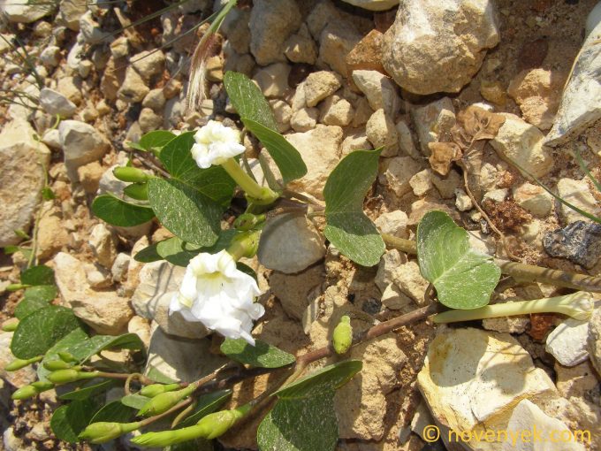 Image of plant Ipomoea littoralis