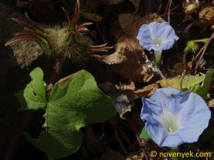 Image of plant Ipomoea nil