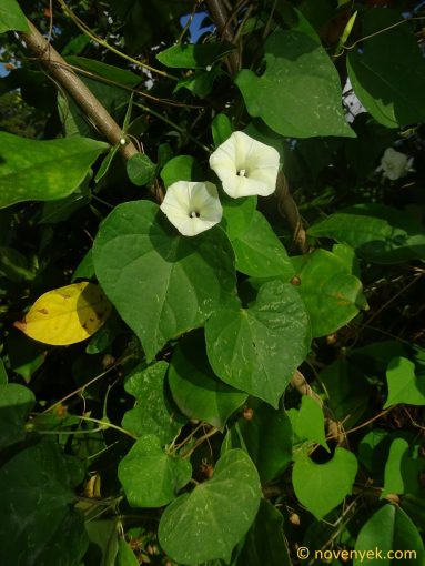 Image of plant Ipomoea obscura