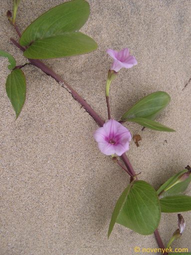 Image of plant Ipomoea pes-caprae