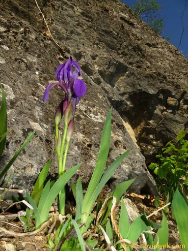 Image of plant Iris aphylla
