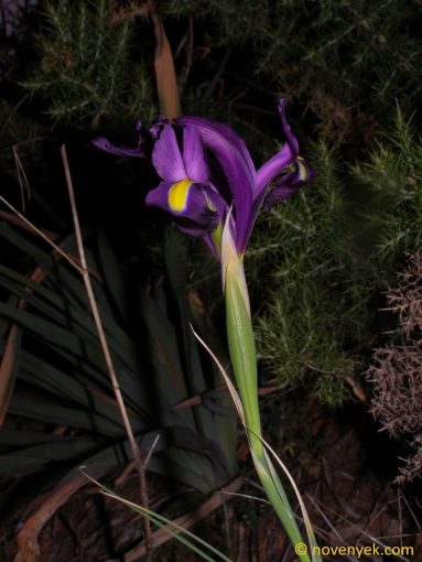 Image of plant Iris filifolia