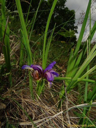 Image of plant Iris graminea