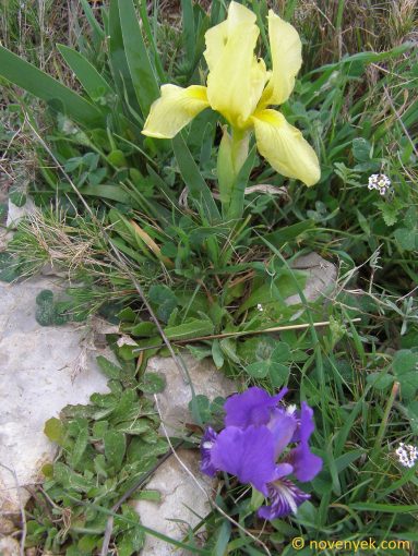 Image of plant Iris lutescens
