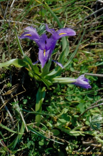 Image of plant Iris planifolia