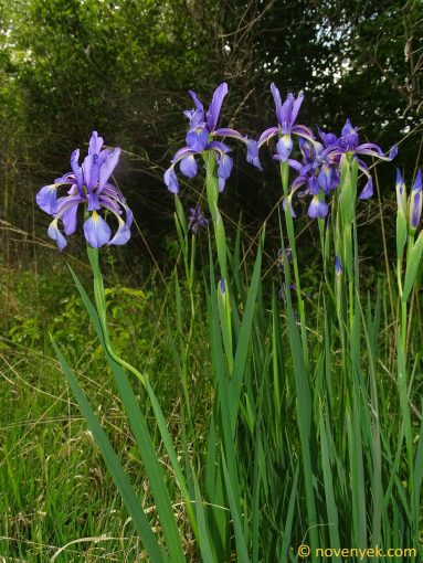 Image of plant Iris spuria