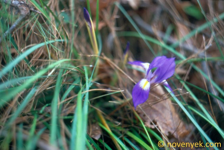 Image of plant Iris unguicularis