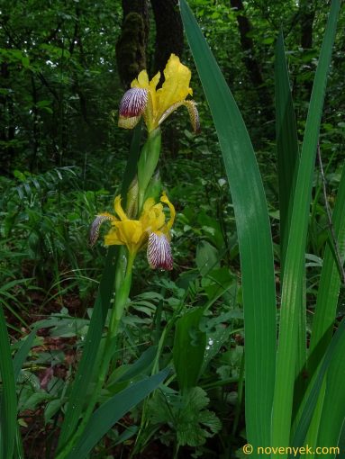 Image of plant Iris variegata