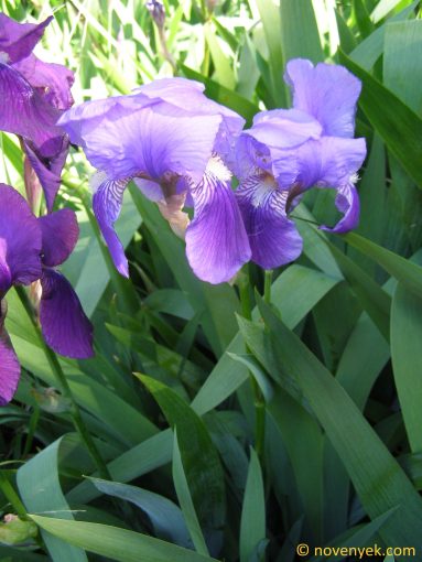 Image of plant Iris x germanica