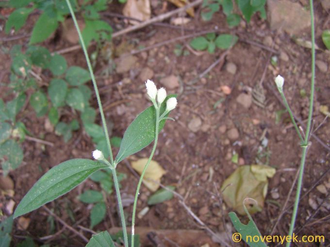 Image of plant Isocarpha oppositifolia
