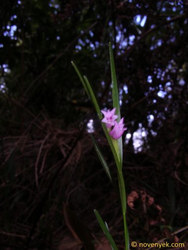 Image of plant Isochilus linearis