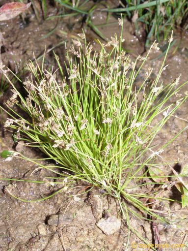Image of plant Isolepis setacea