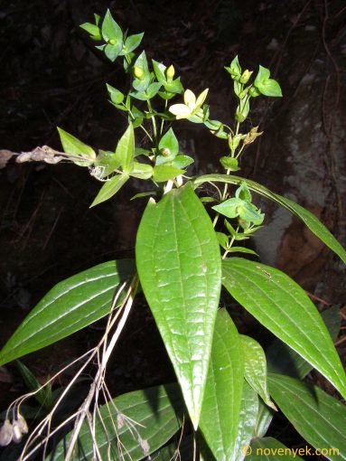 Image of plant Ixanthus viscosus