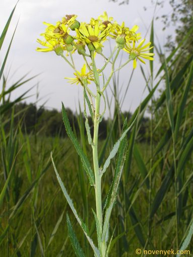 Image of plant Jacobaea paludosa