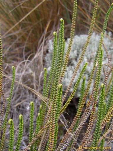 Image of plant Jamesonia alstonii