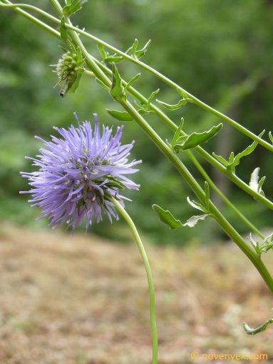 Image of plant Jasione heldreichii