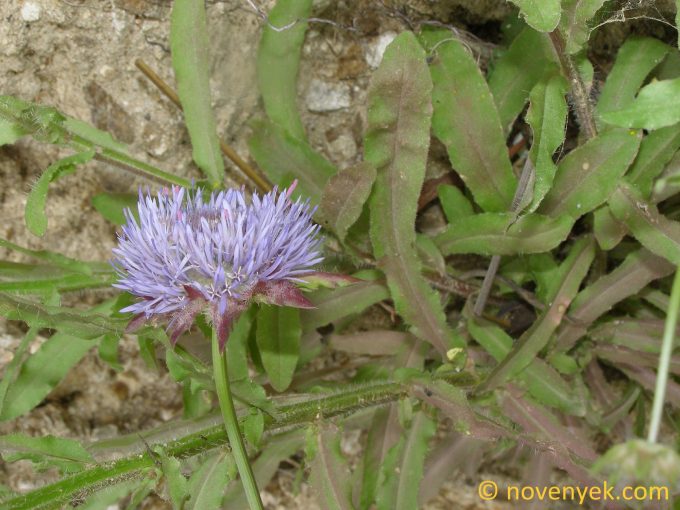 Image of plant Jasione montana