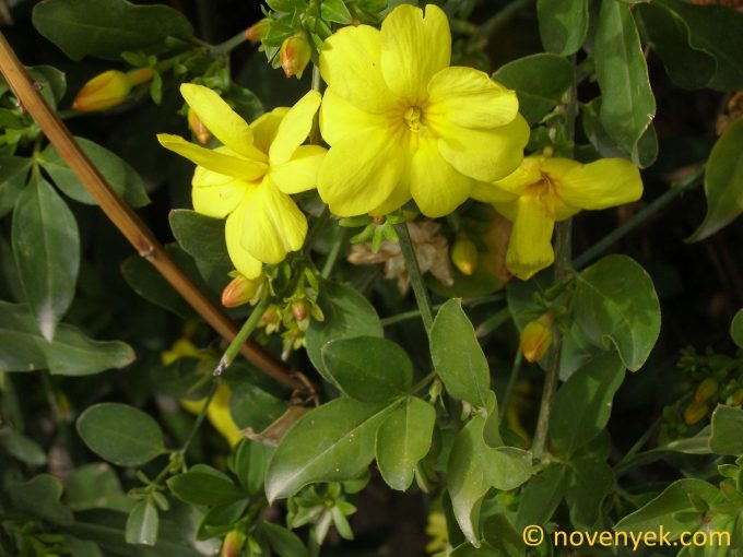 Image of plant Jasminum fruticans