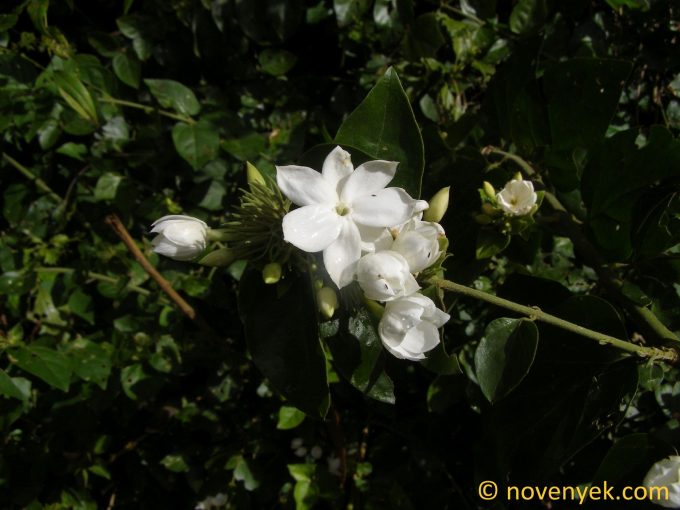 Image of plant Jasminum sambac