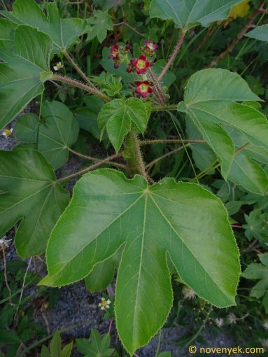 Image of plant Jatropha gossypiifolia