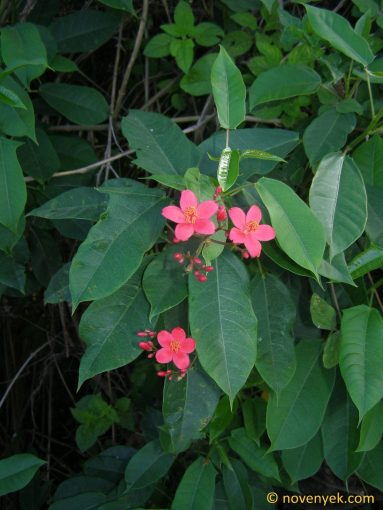 Image of plant Jatropha integerrima