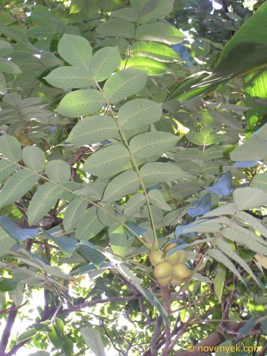 Image of plant Juglans mandshurica