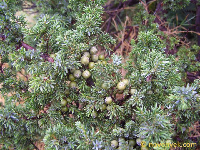 Image of plant Juniperus brevifolia