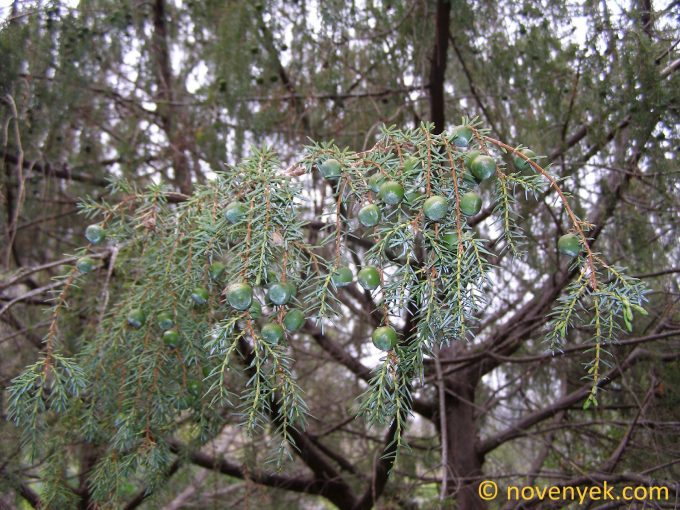 Image of plant Juniperus cedrus