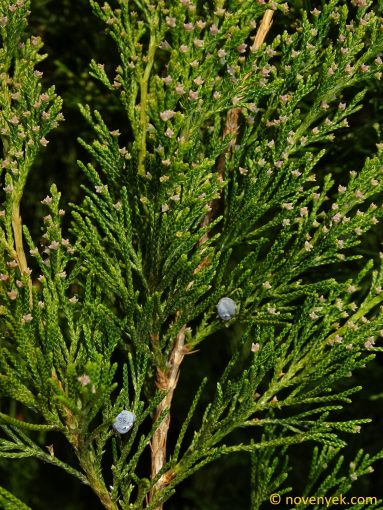 Image of plant Juniperus chinensis