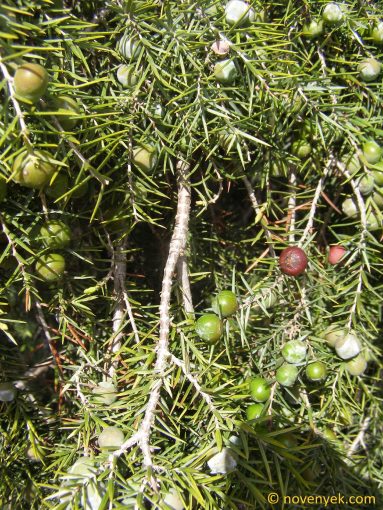 Image of plant Juniperus oxycedrus