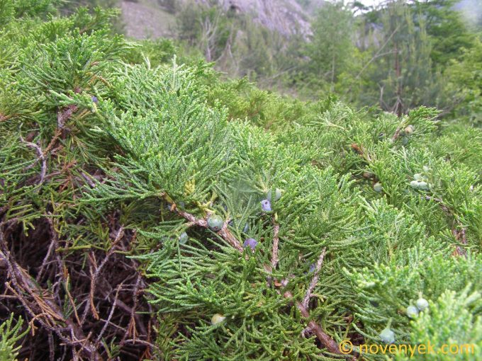 Image of plant Juniperus sabina