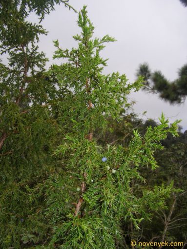 Image of plant Juniperus saxicola