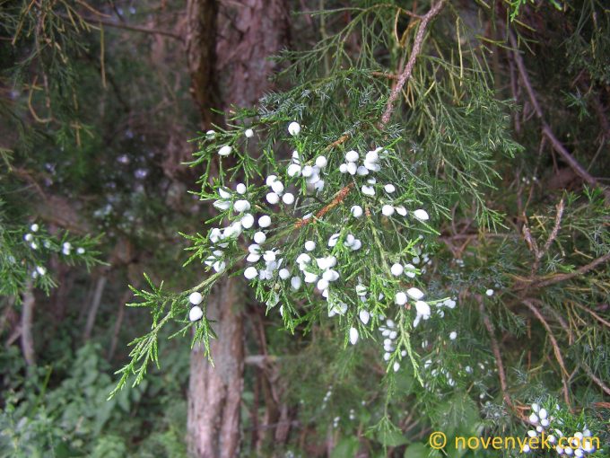 Image of plant Juniperus virginiana