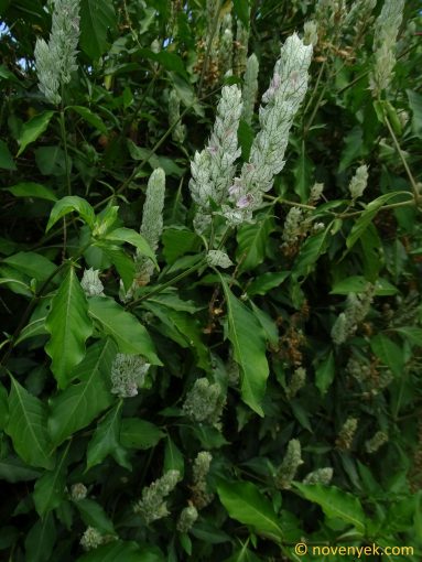 Image of plant Justicia betonica